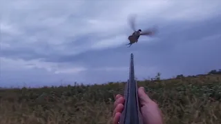 Iowa Pheasant Hunting with a 28 Gauge