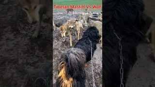 Tibetan Mastiff vs wolf