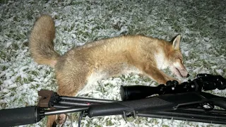 Can you shoot Foxes with a Pard NV007 Night Vision on a Swarovski Z6i Scope?