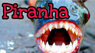 Piranha at OHIO FISH RESCUE - A Emergency  - Major heating  Problems