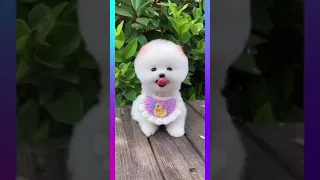 Cute and Funny Pomeranian Dog Videos Compilation #28 😂 #shorts #dogsfunnyvideos