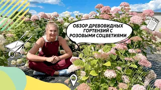 Гортензия | Гортензия древовидная | Сорта гортензии | Гортензия описание | @leskovo.pitomnik