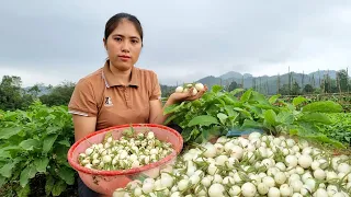 FULL VIDEO: 60 Days Harvesting Garden Eggs, Sugar Cane, Sweet Potato, Green Vegetable go market sell