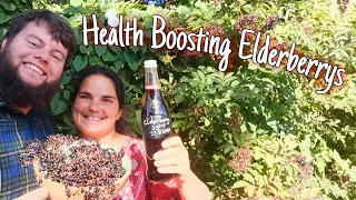 How To Harvest & Make Elderberry Syrup From Fresh Berry's & Why You'd Want To 🍇