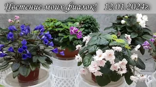 Цветение моих фиалок! Новинки и не только! 12.01.2024г.