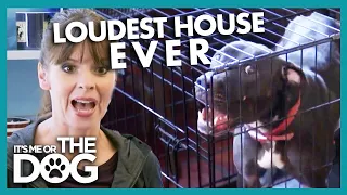 SHOCKING: Owner Goes DEAF due to Non-stop Dog Barking! | It's Me or the Dog