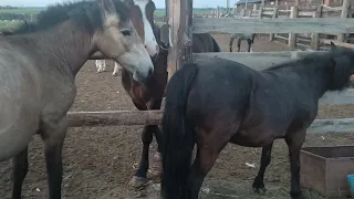 Молодые жеребцы не могут поделить Пони