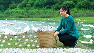 Girl Harvests Duck Eggs in Forest and Makes Fried Eggs with Fish Sauce
