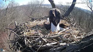 Hanover, PA Live Streaming Bald Eagle Nest Webcam   HDOnTap com — Mozilla Firefox 2024 02 21 13 37 2