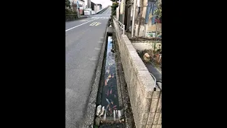 JAPAN ! DRAIN WAY FISHES