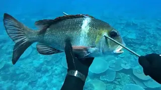 EPIC! last minute spearfishing trip around the Whitsundays Great barrier reef!