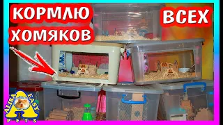 УТРО МОИХ ПИТОМЦЕВ / КОРМЛЮ ВСЕХ ХОМЯКОВ / РАСПАКОВКА / 1 часть / Alisa Easy Pets