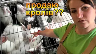 Курей та бройлерів продаю, а кролів не продам. Життя в селі