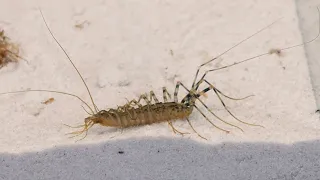 THE BRUTAL BATTLE OF THE HOUSE CENTIPEDE AND 100 COCKROACHES [Live feeding!]