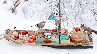 The Traveling Bird Feeder 4 | Birding | Relax With Squirrels & Birds | video for cats & dogs