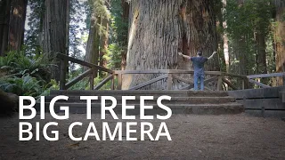 Exploring Redwoods on Film | Large Format Photography 2021 - Episode 1