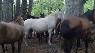 Табун мустангов в крымском лесу