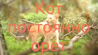 Кот постоянно орёт