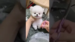 Dog Pet Puppy Pomeranian Grooming Teddy bear style ! dogs story #short 2