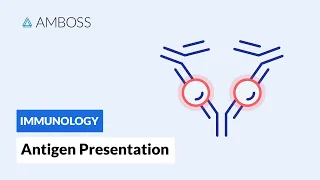 Antigen Presentation: MHC Class I vs. MHC Class II