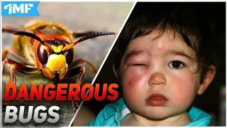 TOP 10 MOST DANGEROUS BUGS In the World 2020