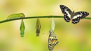 Evolution Cycle: Life Cycle of a tiny butterfly 🦋 ( Short Explanation video)