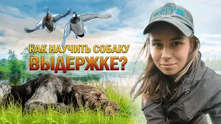 Как научить охотничью собаку выдержке / How to teach a hunting dog endurance