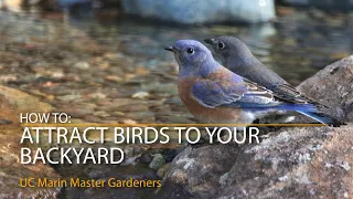 How to Attract Birds to Your Backyard