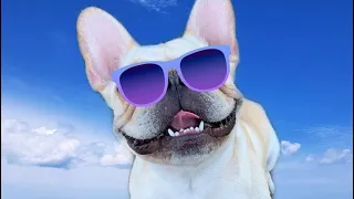 French Bulldogs Funny Moments & Fails Compilation #20 французский бульдог приколы