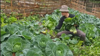 Breakfast and the life of cabbage, kohlrabi, cauliflower, Survival Instinct, Wilderness Alone (ep135