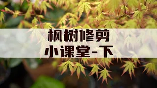 枫树修剪小课堂下集