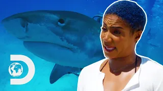 Tiffany Haddish Swims With Huge Tiger Sharks Like A Pro | Tiffany Haddish Does Shark Week