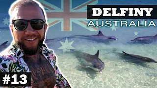 Do plaży przypłynęły DELFINY ! WOW ! Dwa dni wakacji ;) AUSTRALIA #13