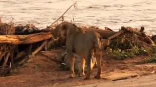 реальная Африка  Лев атакует крокодила - real Africa Lion attack Crocodile