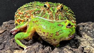 Pacman Frog Eats Pacman Frog Alive|pacman frog live feeding