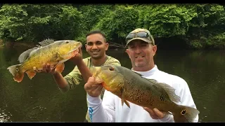 Peacock bass fishing in Suriname