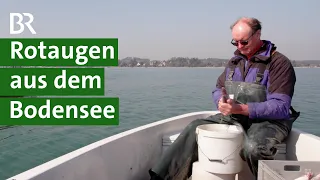 Neue Speisefische entdecken: Rotaugen aus dem Bodensee | Fischerei Doku | Unser Land | BR