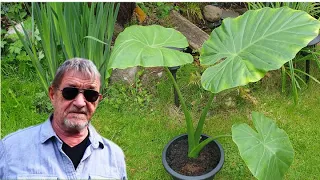 How to Repot an Alocasia or Elephants Ear Plant