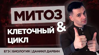 Митоз и клеточный цикл | ЕГЭ Биология | Даниил Дарвин