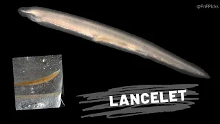 Lancelet