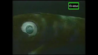 Viaje hacia de lo Desconocido: el Calamar Gigante - Documental (1999) Español Latino *Ep. 1
