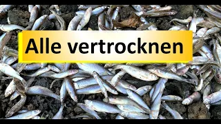 Tausende Fische retten vom vertrocknen in Hoyerswerda