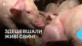 Впала ціна на свиней живою вагою: яка причина?