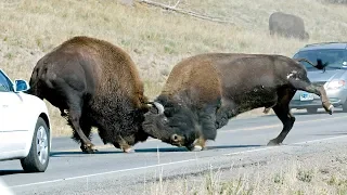 Yellowstone Bison During the Rut