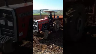 Massey ferguson 276 gold ile bezelye ekimi