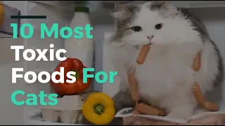 10 Most Toxic Foods For Cats