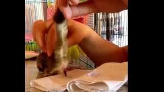 Sugar Glider - Potty Training (Skippy)