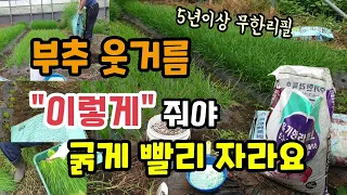 비닐에 심은 부추 부추 웃거름 이렇게 줘야 굵게 빨리 자라고 무한리필 가능 부추추비 부추재배방법 부추수확시기