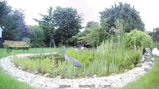 Reiherschreck am Gartenteich