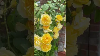 Желтые плетистые розы #climbingrose
